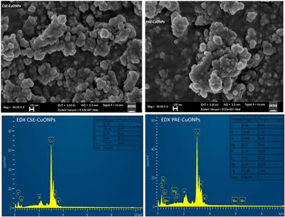 Phyto-Mediated Copper Oxide Nanoparticles for Antibacterial, Antioxidant and Photocatalytic Performances